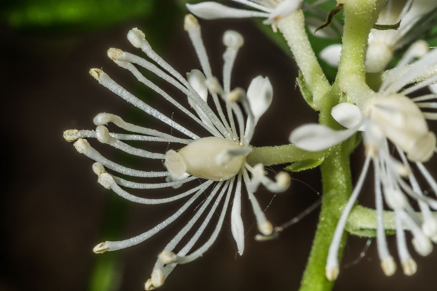 Image of Actaea spicata specimen.