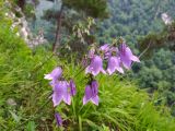 Campanula longistyla. Соцветие. Краснодарский край, городской округ Сочи, Хостинский р-н, Орлиные скалы, на краю обрыва. 28.05.2023.