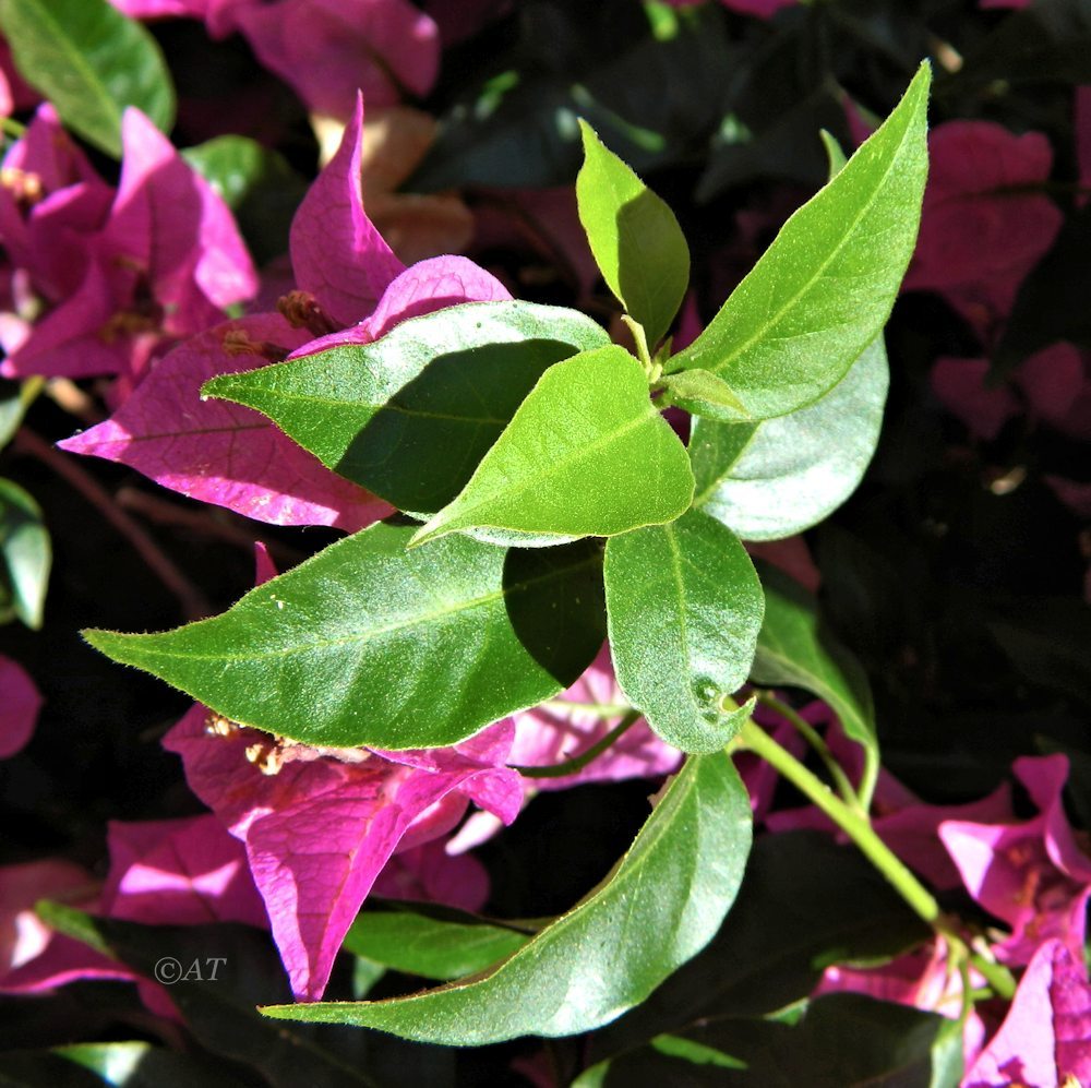 Изображение особи род Bougainvillea.