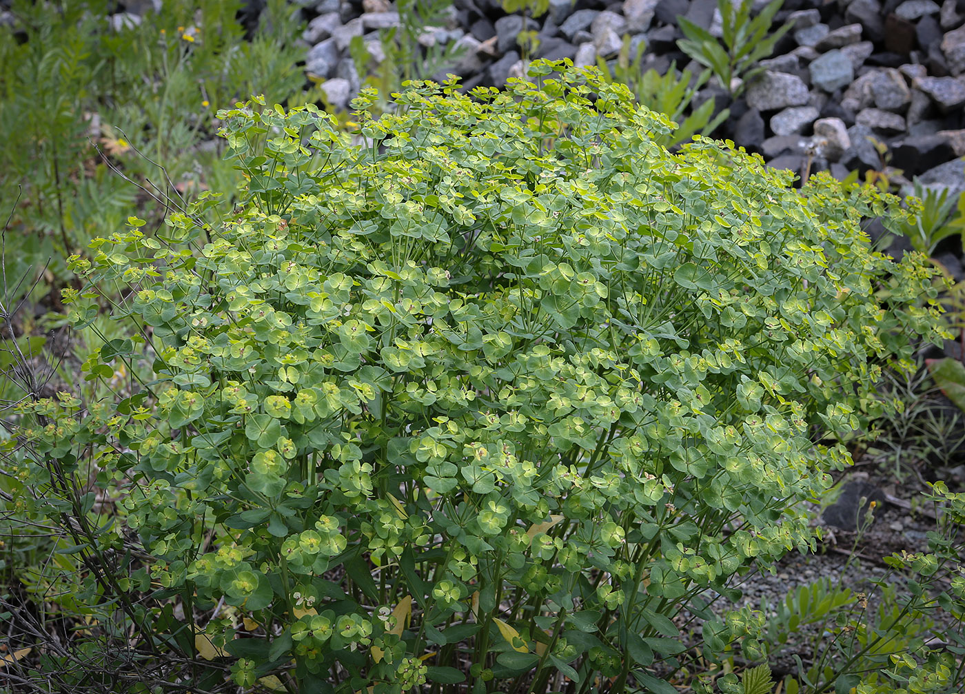 Изображение особи Euphorbia korshinskyi.