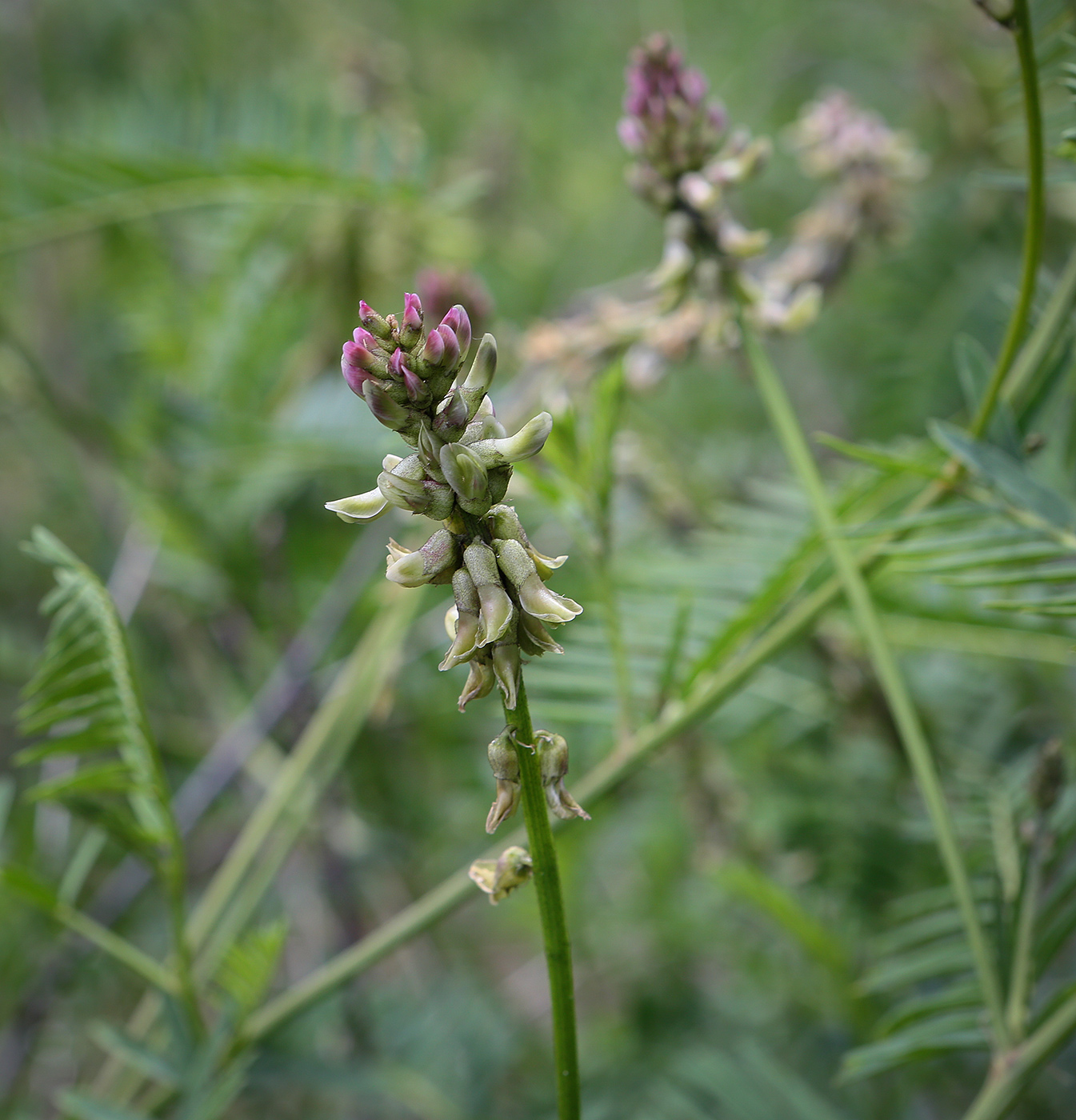 Image of Astragalus falcatus specimen.