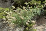 Astragalus majevskianus