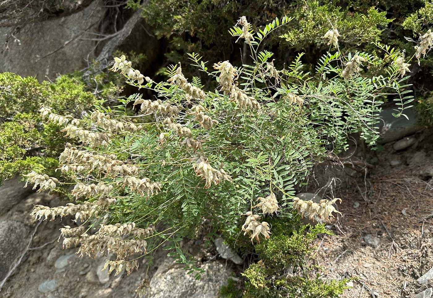 Изображение особи Astragalus majevskianus.