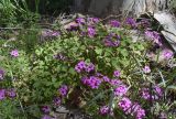 Oxalis articulata