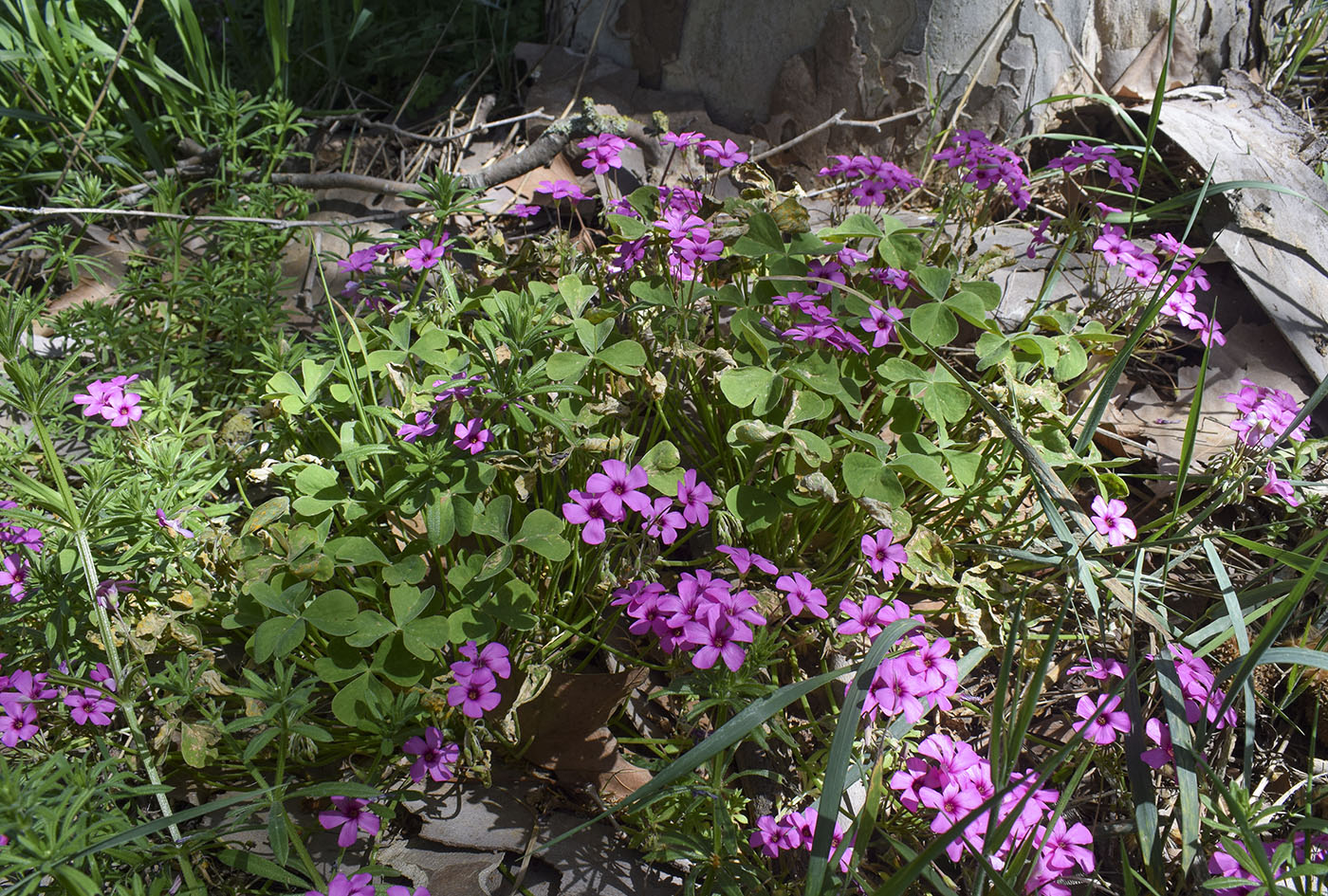 Изображение особи Oxalis articulata.