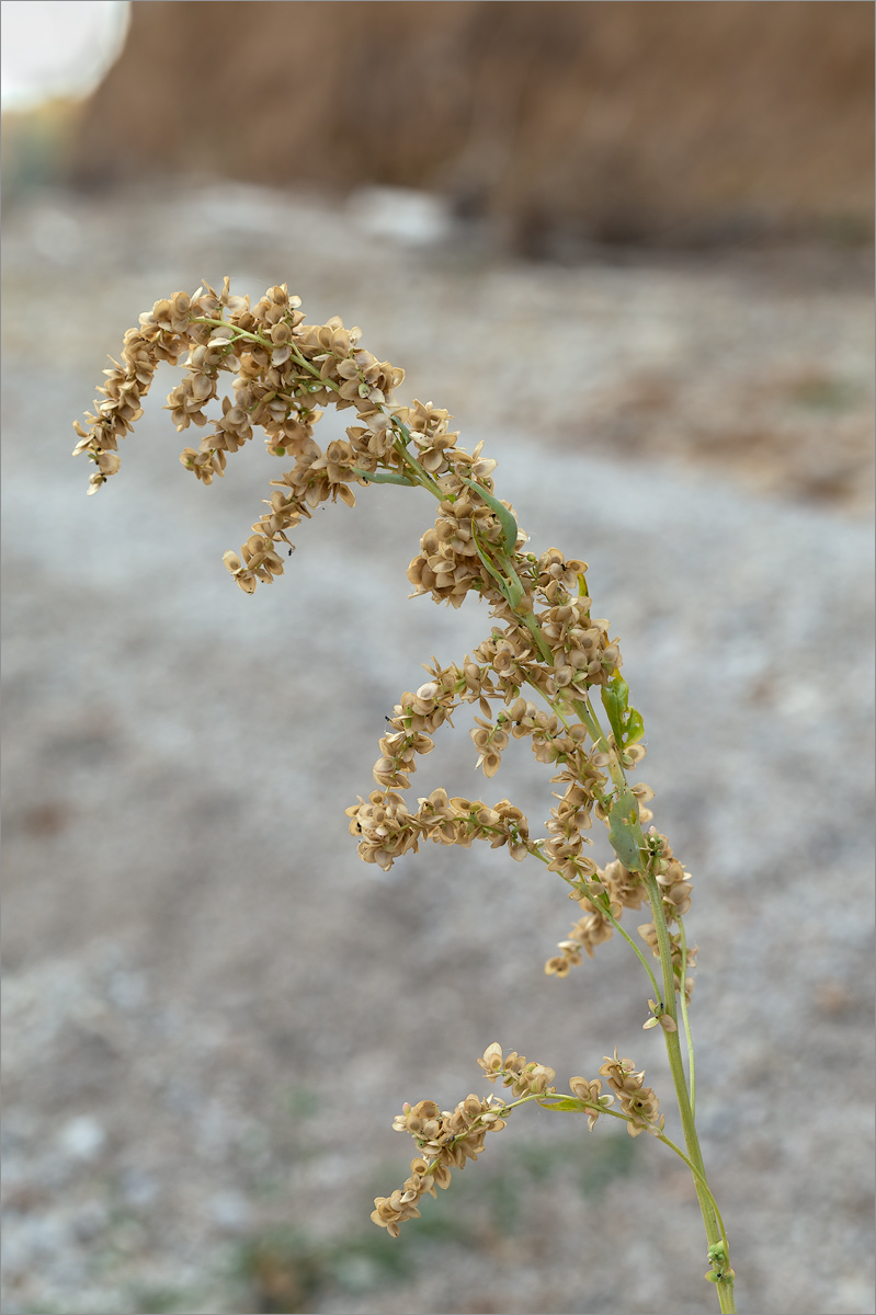 Image of Atriplex sagittata specimen.