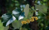 Tilia tomentosa