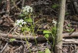 Arabis nordmanniana