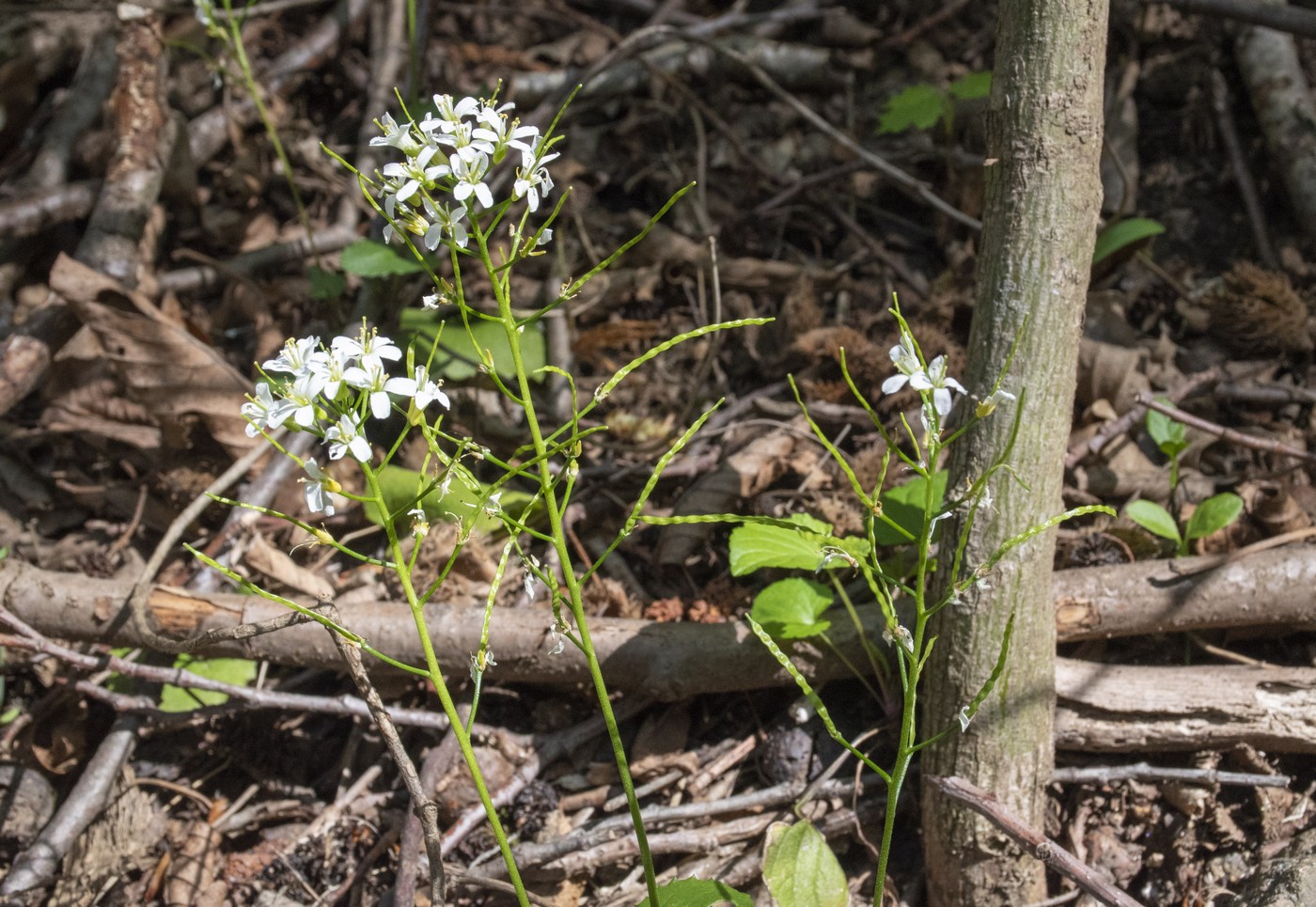 Image of Arabis nordmanniana specimen.