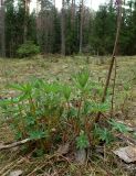 Lupinus polyphyllus. Вегетирующие растения, нижние части засохших прошлогодних генеративных побегов. Беларусь, Минская обл., Мядельский р-н, национальный парк \"Нарочанский\", окр. дер. Балаши, опушка сосново-елового зелёномошного бора. 08.04.2024.