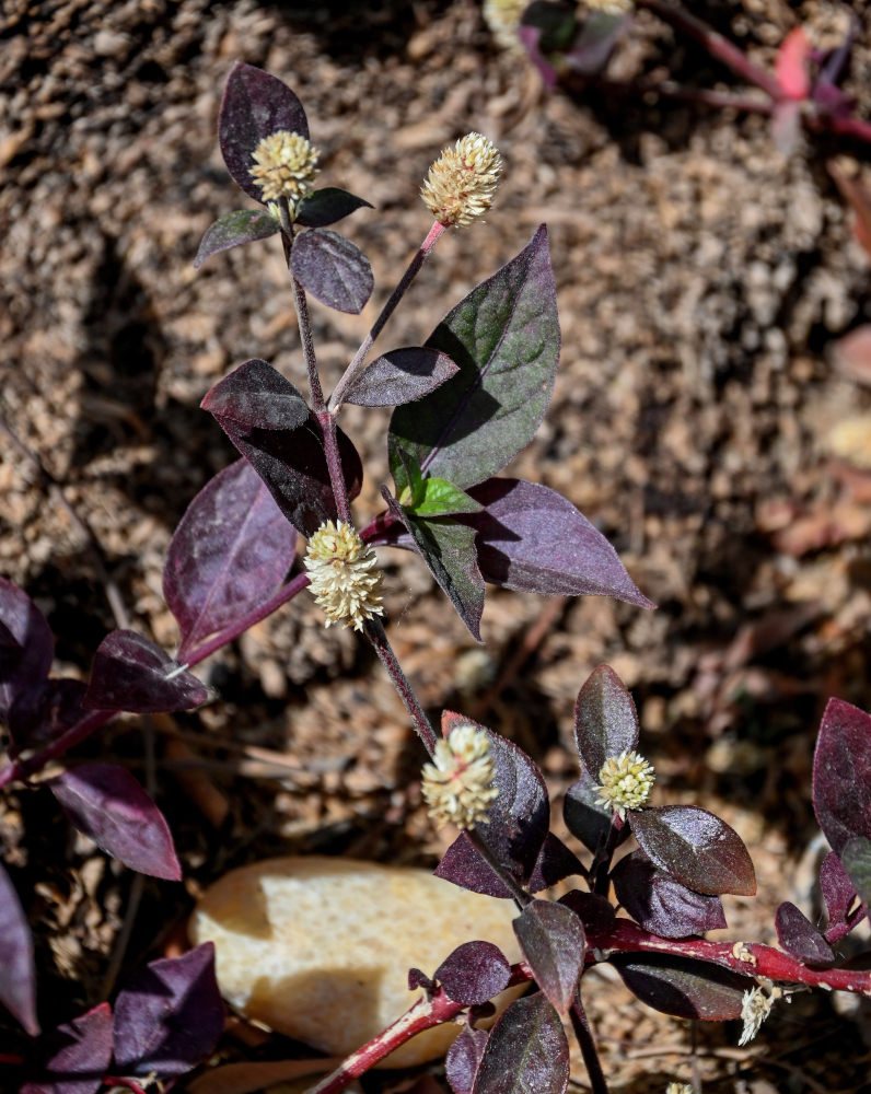 Изображение особи Alternanthera brasiliana.