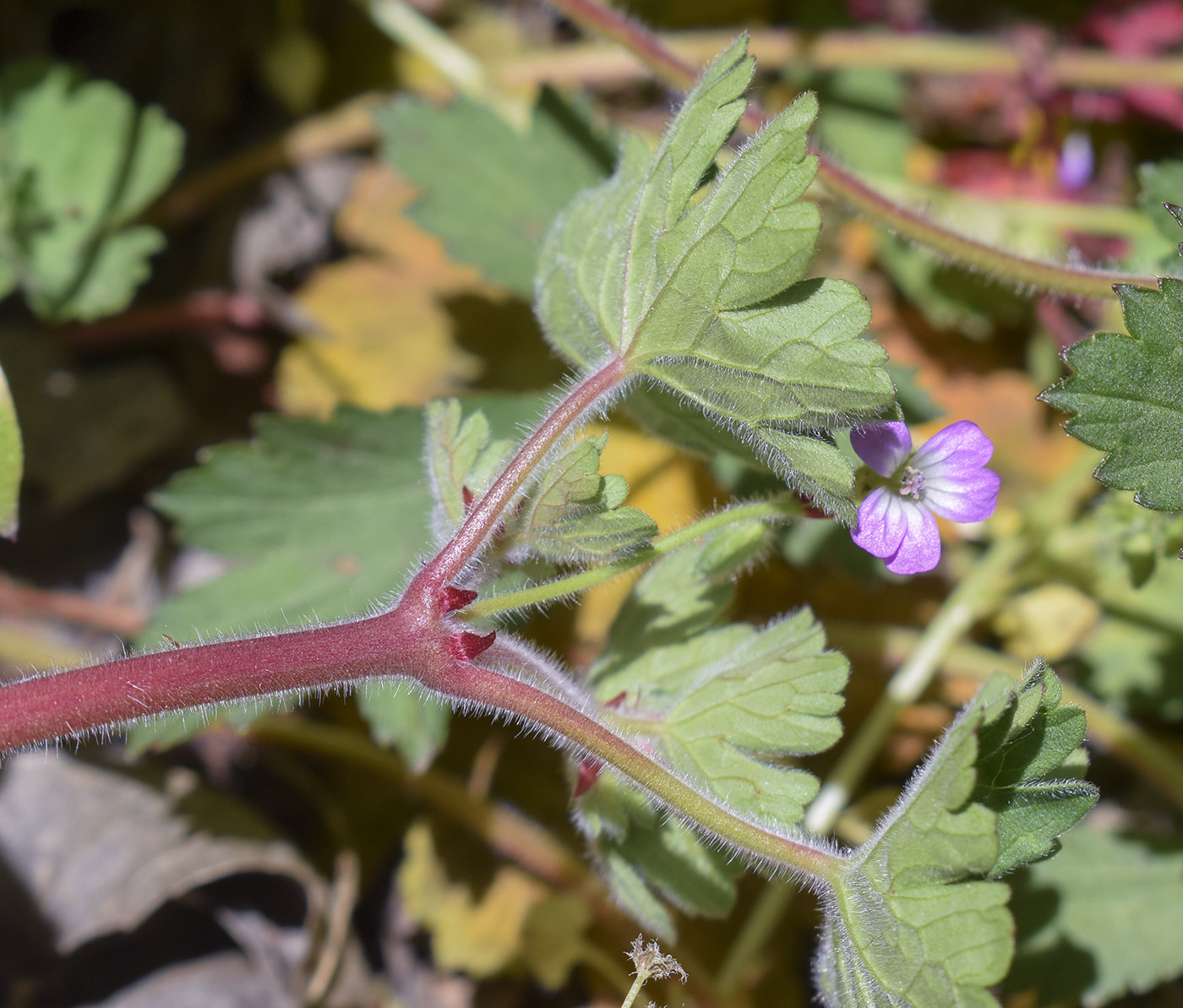 Изображение особи Geranium rotundifolium.