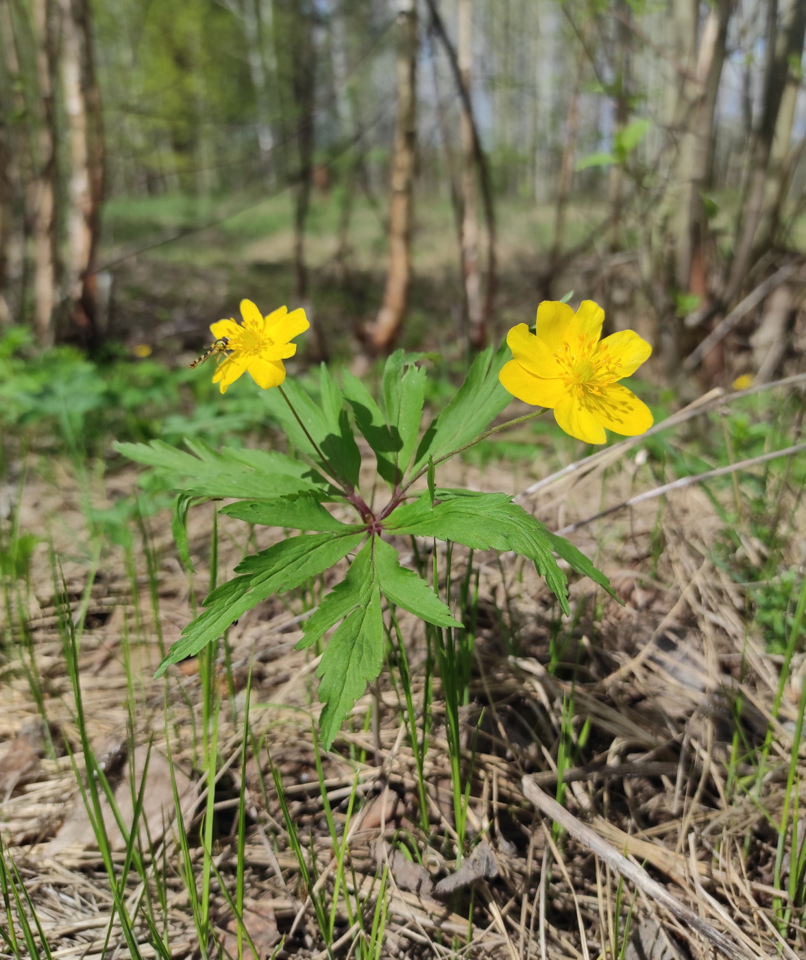 Image of Anemone ranunculoides specimen.