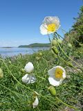 Papaver amurense
