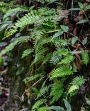 Hymenasplenium cheilosorum. Вайи. Китай, провинция Хунань, ущелье р. Ланьчуаньси, каменистый склон. 08.06.2024.