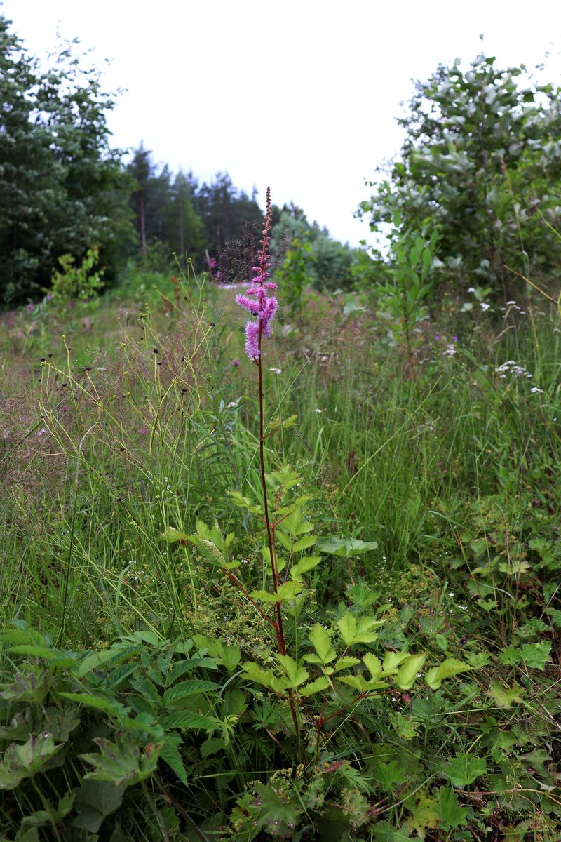 Изображение особи Astilbe × rosea.