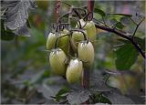 Lycopersicon esculentum. Соплодие с незрелыми плодами. Московская обл., Раменский р-н, окр. дер. Хрипань, садовый участок. 27.07.2024.
