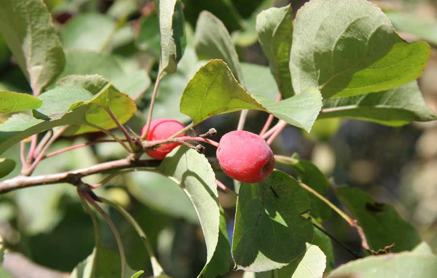 Image of Malus baccata specimen.