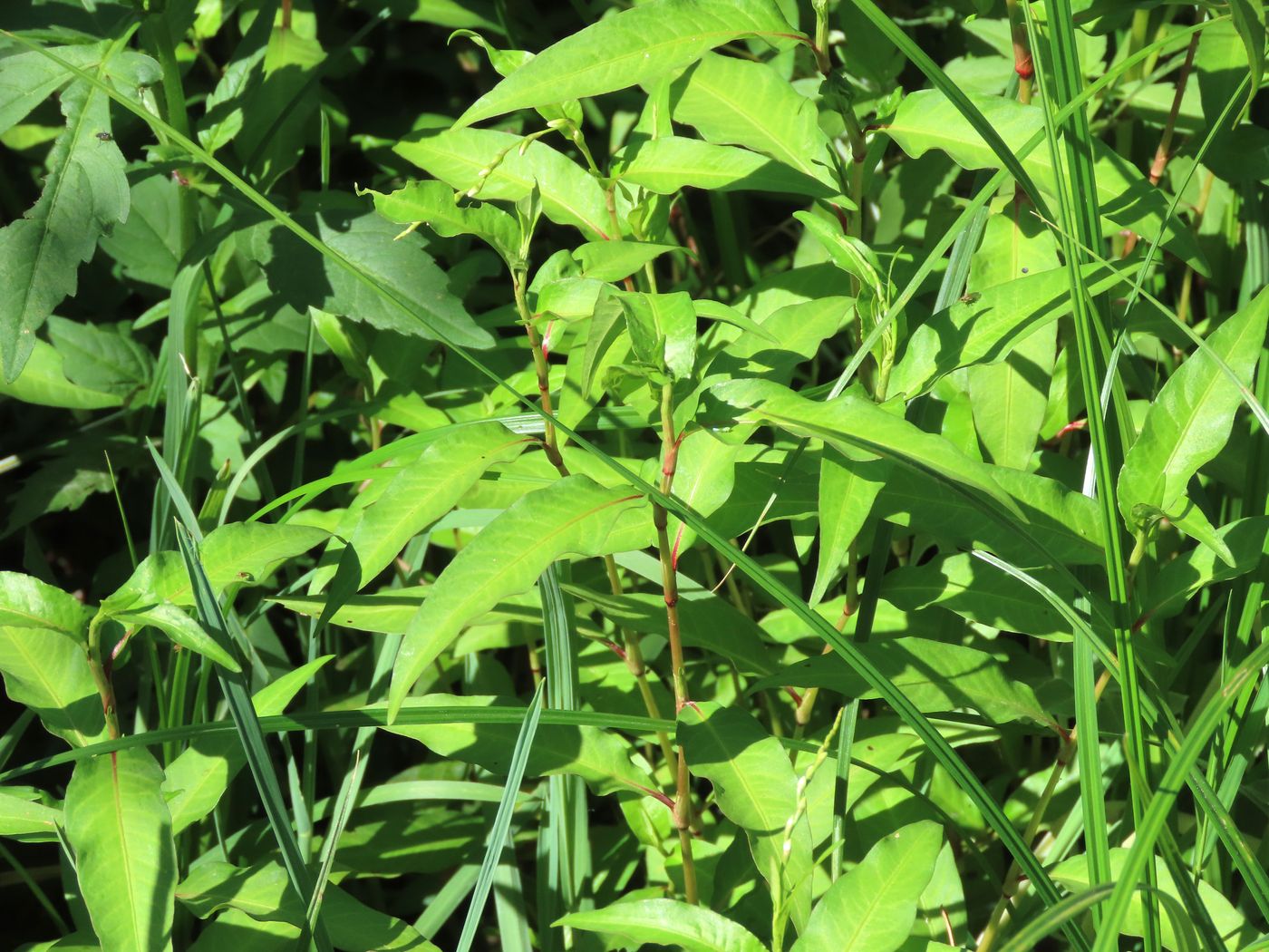 Изображение особи Persicaria hydropiper.