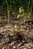 Pedicularis sceptrum-carolinum