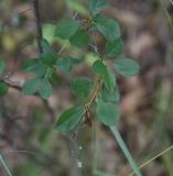 Prunus spinosa