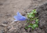 Campanula lasiocarpa