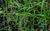 Scirpus radicans