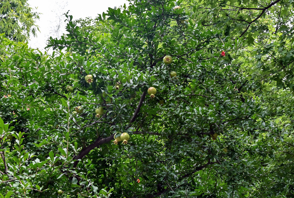 Image of Punica granatum specimen.