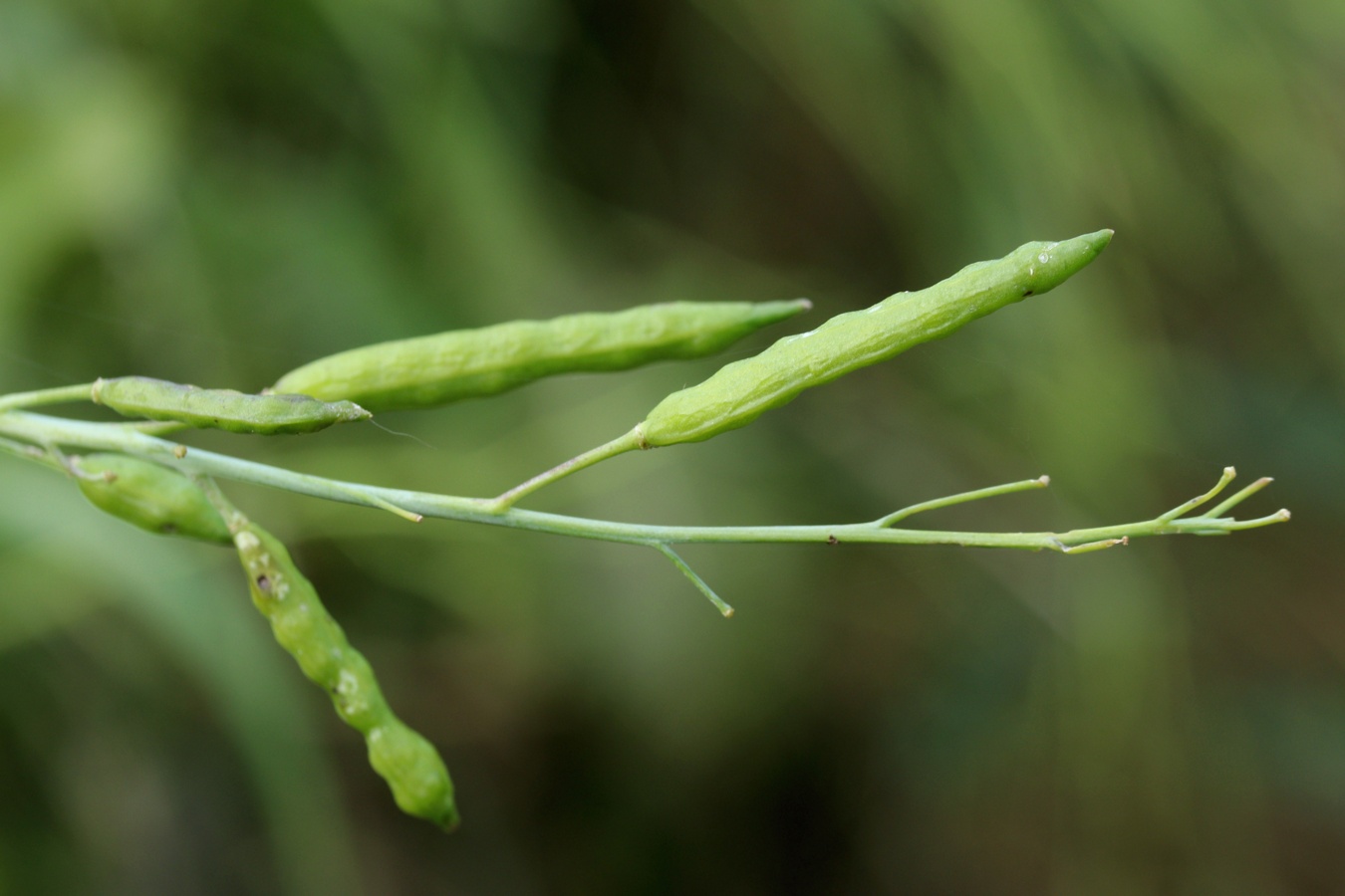 Image of Sinapis arvensis specimen.
