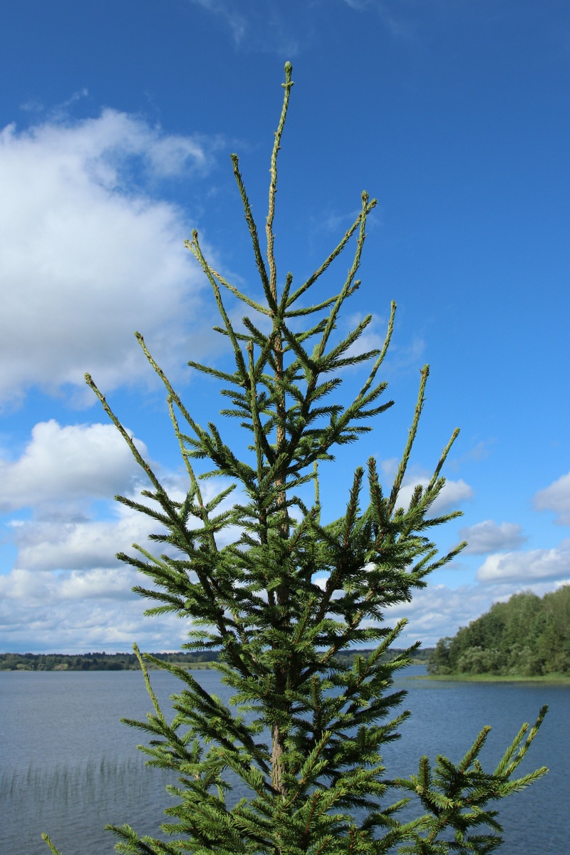 Изображение особи Picea abies.