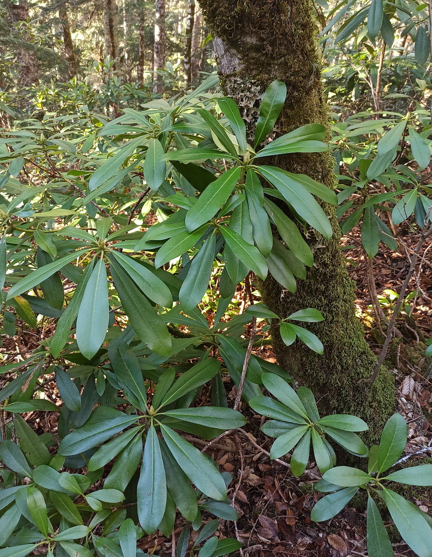 Изображение особи Rhododendron ponticum.