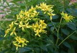 Ligularia thomsonii