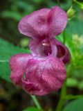 Impatiens glandulifera. Цветок. Московская обл., Талдомский р-н, окр. СНТ \"Живописное\", смешанный лес, среди берёз. 12.08.2024.