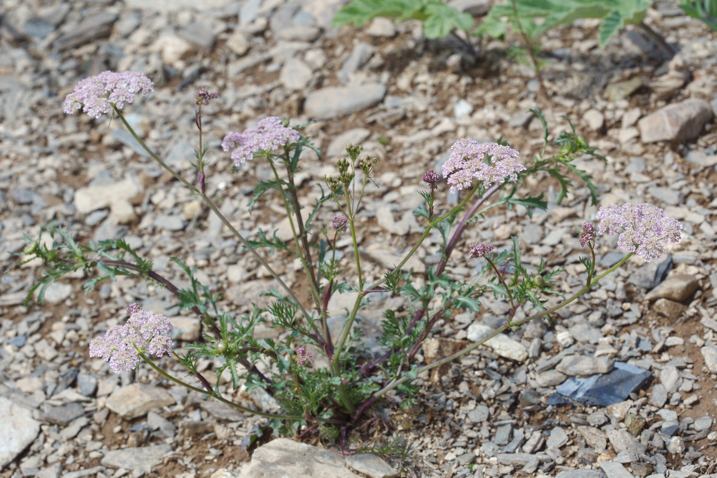 Изображение особи семейство Apiaceae.