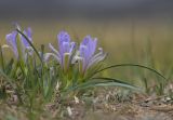 genus Iris. Цветущее растение. Забайкальский край, Ононский р-н, с. Ниж. Цасучей, степь. 23.05.2025.