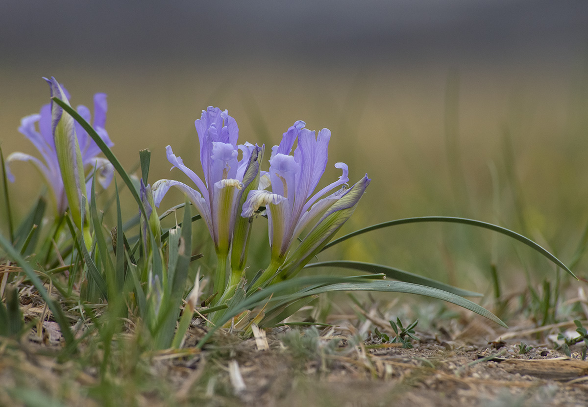 Image of genus Iris specimen.