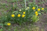 Narcissus pseudonarcissus