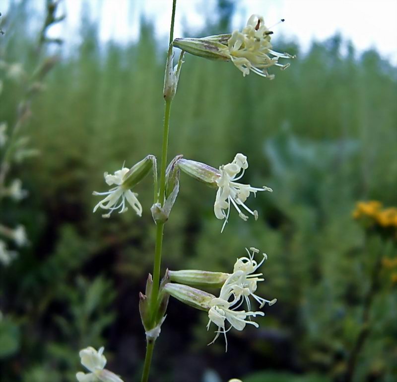 Image of Silene tatarica specimen.