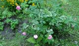 Rosa centifolia. Цветущее растение. Московская обл., г. Электрогорск, палисадник на пл. Советской, в культуре. 21.06.2019.