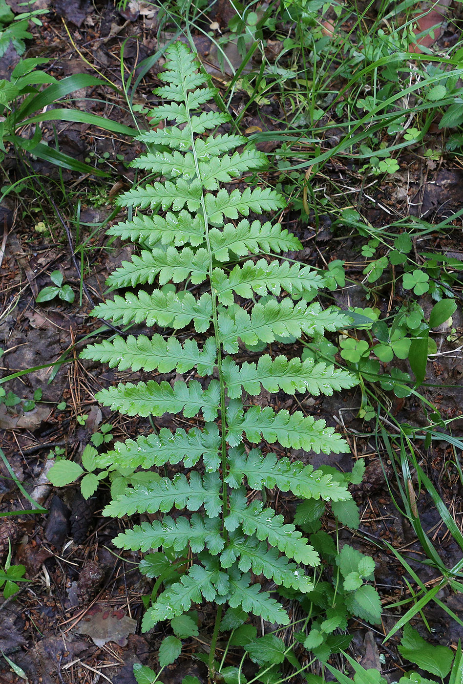 Image of Dryopteris cristata specimen.