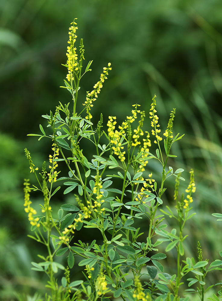 Изображение особи Melilotus suaveolens.