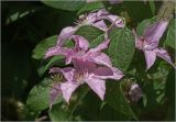 Clematis &times; jackmanii