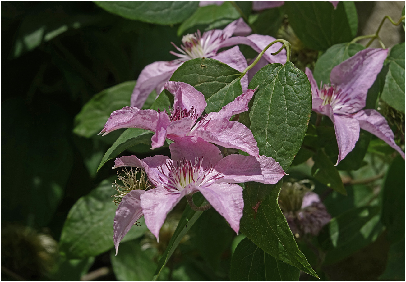 Image of Clematis × jackmanii specimen.