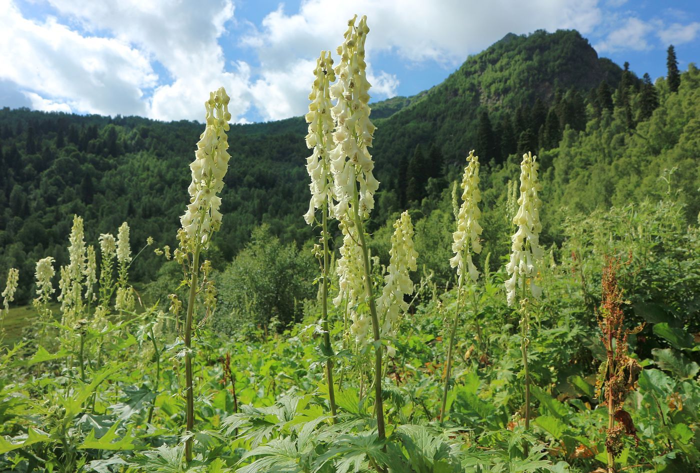Изображение особи Aconitum orientale.