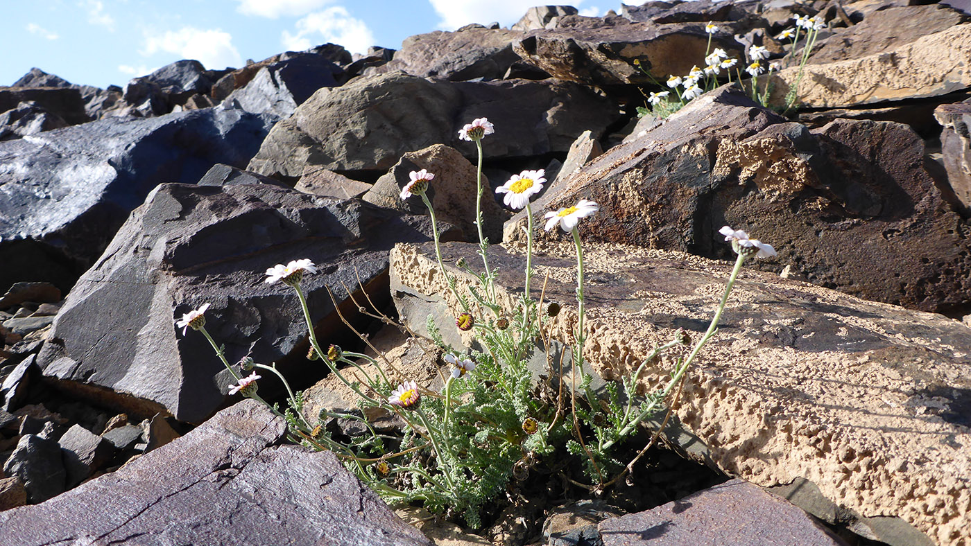 Image of Spathipappus griffithii specimen.