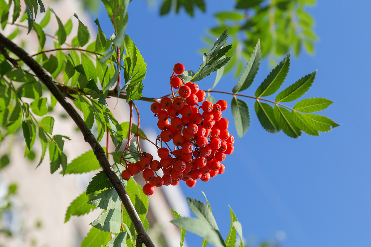 Изображение особи Sorbus aucuparia ssp. glabrata.