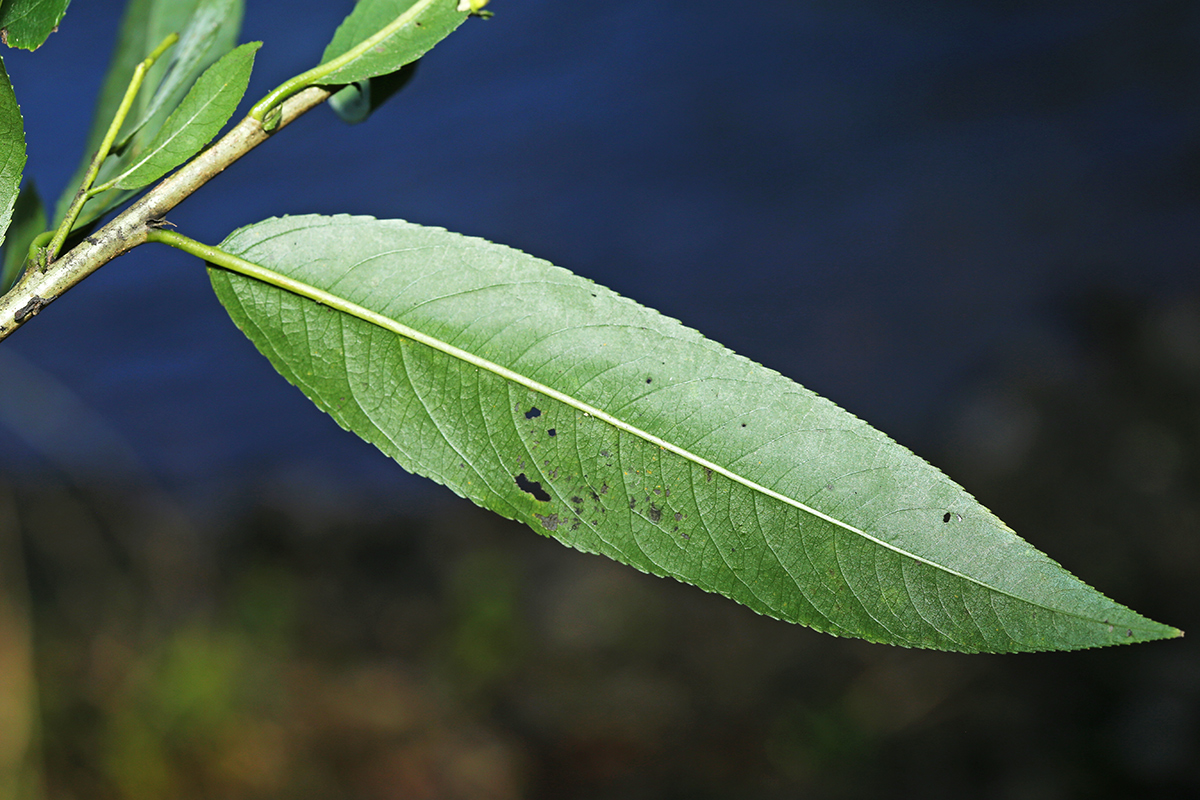 Изображение особи Salix kangensis.