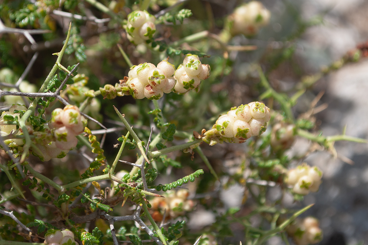 Изображение особи Sarcopoterium spinosum.