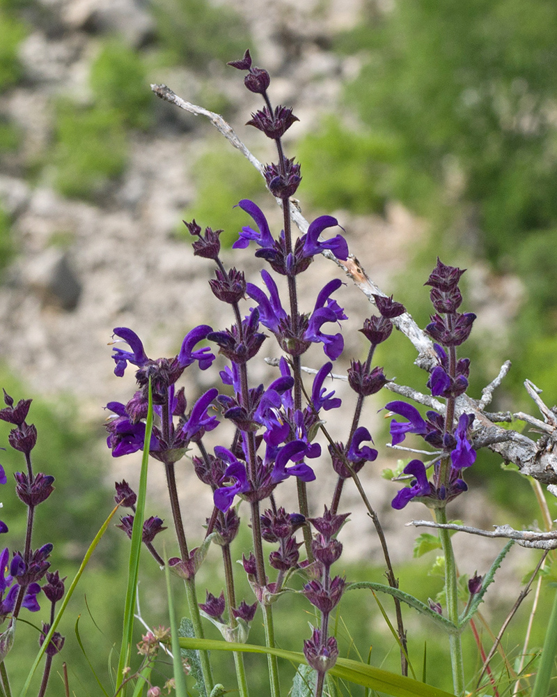 Изображение особи Salvia canescens.