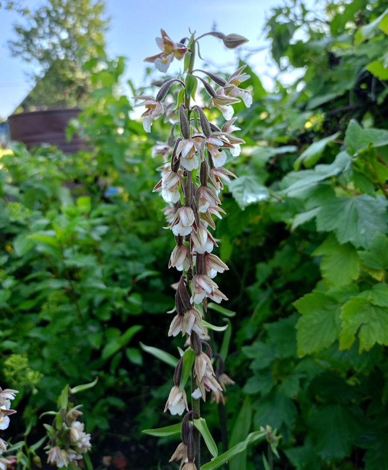 Изображение особи Epipactis palustris.